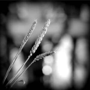 Semaine Sainte et Pâques